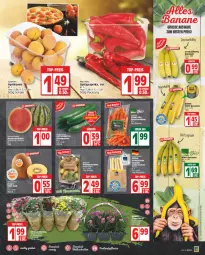 Gazetka promocyjna Edeka - Angebote der Woche - Gazetka - ważna od 03.06 do 03.06.2023 - strona 3 - produkty: aprikose, aprikosen, beutel, chrysanthemen, discount, eis, Elan, elle, gurke, gurken, kiwi, melone, melonen, möhren, paprika, reis, salat, Salatgurke, salatgurken, Schal, Schale, spargel, speisemöhren, Spitzpaprika, Ti, top-preis, topf, wasser, wassermelone, wassermelonen