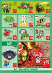 Gazetka promocyjna Marktkauf - Prospekt - Gazetka - ważna od 17.01 do 17.01.2026 - strona 7 - produkty: Becher, braun, brokkoli, champignon, champignons, champignons braun, deka, discount, eis, gurke, gurken, kopfsalat, Lauchzwiebel, lauchzwiebeln, mini-gurken, orchidee, phalaenopsis, radieschen, reis, salat, Ti, topf, zitrone, zitronen, zwiebel, zwiebeln