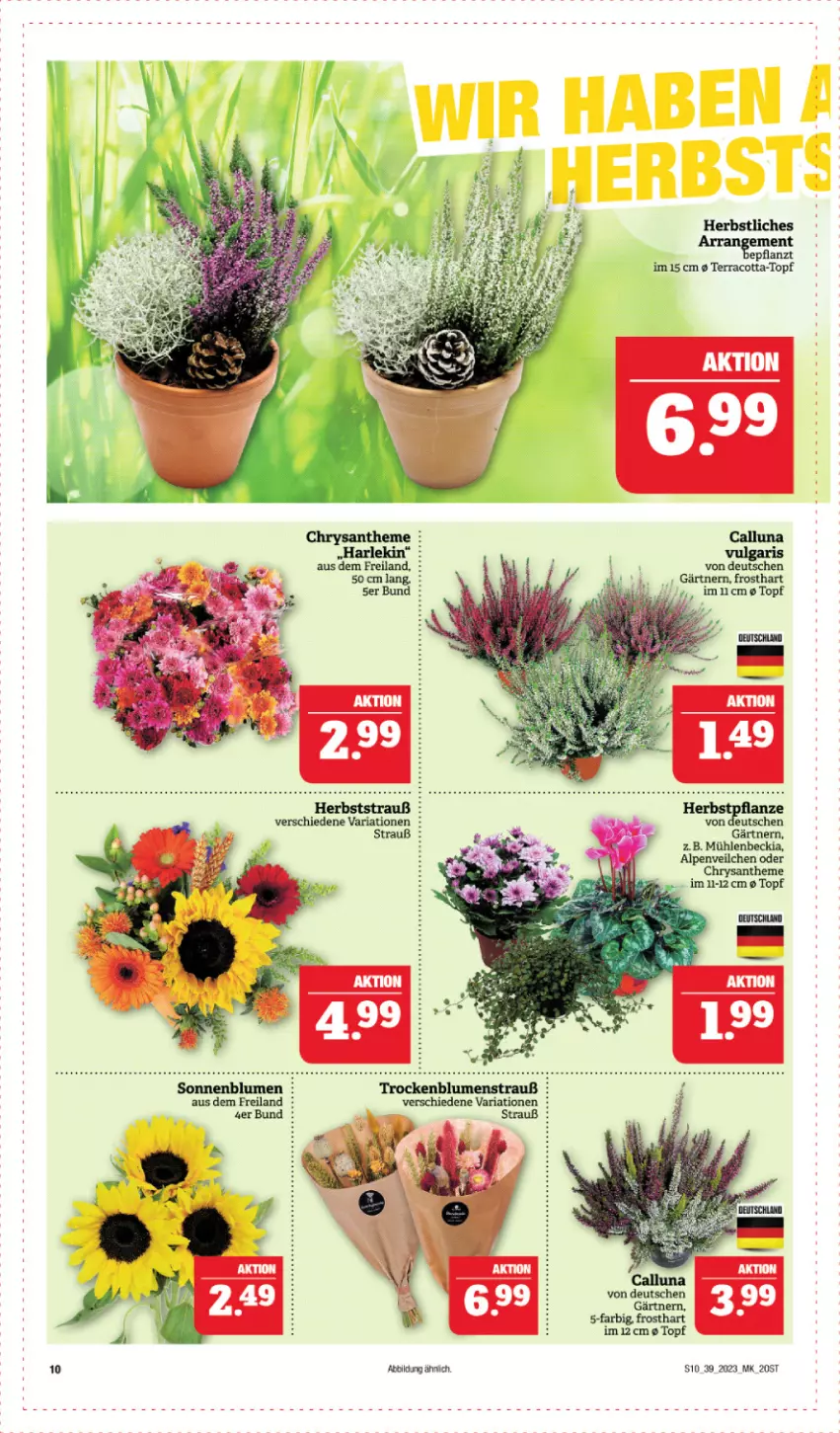 Aktueller Prospekt Marktkauf - Prospekt - von 24.09 bis 30.09.2023 - strona 10 - produkty: Alpenveilchen, blume, blumen, Blumenstrauß, Ria, sonnenblume, sonnenblumen, Ti, topf