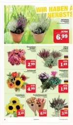 Gazetka promocyjna Marktkauf - Prospekt - Gazetka - ważna od 30.09 do 30.09.2023 - strona 10 - produkty: Alpenveilchen, blume, blumen, Blumenstrauß, Ria, sonnenblume, sonnenblumen, Ti, topf