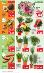 Gazetka promocyjna Kaufland - Prospekt - Gazetka - ważna od 10.01 do 10.01.2024 - strona 17 - produkty: aloe vera, angebot, angebote, avocado, avocados, Becher, Begonie, bio, elle, Gerber, Grünpflanzen, HP, Kalanchoe, kartoffel, kartoffeln, kiwi, kräuter, pflanze, pflanzen, Ria, stauden, Süßkartoffeln, Ti, topf, topf ø 12 cm, trolli, übertopf