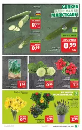 Gazetka promocyjna Marktkauf - Prospekt - Gazetka - ważna od 26.03 do 26.03.2022 - strona 7 - produkty: bio, deka, edeka bio, eis, gurke, kohlrabi, LG, radieschen, reis, salat, Salatgurke, Ti