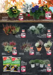 Gazetka promocyjna E Center - Angebote der Woche - Gazetka - ważna od 30.09 do 30.09.2023 - strona 7 - produkty: Abtei, blume, blumen, blumenerde, eis, erde, LG, pflanze, pflanzen, reis, Ti, topf