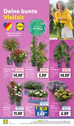 Gazetka promocyjna Lidl - Aktionsprospekt - Gazetka - ważna od 04.05 do 04.05.2024 - strona 4 - produkty: angebot, balkonpflanzen, coupon, dip, dipladenia, Garten, hortensie, hortensien, ndk, pflanze, pflanzen, Schal, Schale, Ti, topf