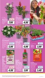 Gazetka promocyjna Lidl - Aktionsprospekt - Gazetka - ważna od 04.05 do 04.05.2024 - strona 5 - produkty: angebot, blume, blumen, Blüte, chili, dünger, eis, erde, frucht, früchte, HP, kraft, kübelpflanzen, Kübelpflanzenerde, LG, paprika, Pfingstrosen, pflanze, pflanzen, reis, rosen, Ti, tomate, tomaten, topf, wasser, ZTE