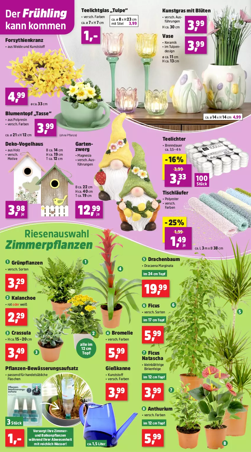 Aktueller Prospekt Thomas Philipps - von 26.01 bis 31.01.2026 - strona 4 - produkty: auer, balkonpflanzen, Bau, blume, blumen, Blüte, Bromelie, Ficus, flasche, Garten, Gießkanne, gin, Grünpflanzen, Holz, Kalanchoe, Kranz, Kunstgras, Läufer, pflanze, pflanzen, tasse, tee, Teelicht, teelichte, Ti, tisch, tischläufer, topf, Vase, wasser