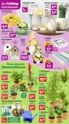 Gazetka promocyjna Thomas Philipps - Gazetka - ważna od 31.01 do 31.01.2026 - strona 4 - produkty: auer, balkonpflanzen, Bau, blume, blumen, Blüte, Bromelie, Ficus, flasche, Garten, Gießkanne, gin, Grünpflanzen, Holz, Kalanchoe, Kranz, Kunstgras, Läufer, pflanze, pflanzen, tasse, tee, Teelicht, teelichte, Ti, tisch, tischläufer, topf, Vase, wasser