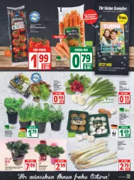 Gazetka promocyjna Edeka - Angebote der Woche - Gazetka - ważna od 16.04 do 16.04.2022 - strona 3 - produkty: ball, bio, braun, champignon, champignons, deka, edeka bio, eis, Garten, geranie, geranien, hortensie, hortensien, Kinder, korb, kräuter, Lauchzwiebel, lauchzwiebeln, LG, magazin, mini-rispentomaten, möhren, reis, rispentomaten, salat, Schal, Schale, spargel, speisemöhren, tee, tomate, tomaten, top-preis, topf, Topfkräuter, zwiebel, zwiebeln