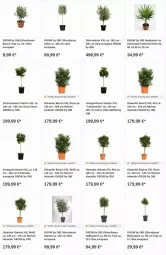 Gazetka promocyjna Obi - Prospekte - Gazetka - ważna od 18.10 do 18.10.2023 - strona 15 - produkty: Bau, citrus, kokos, limo, olive, oliven, orange, orangen, Ti, topf, zitrone, zitronen