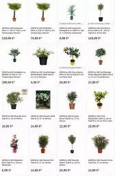 Gazetka promocyjna Obi - Prospekte - Gazetka - ważna od 18.10 do 18.10.2023 - strona 16 - produkty: Bau, citrus, dip, Garten, olive, oliven, Ti, topf