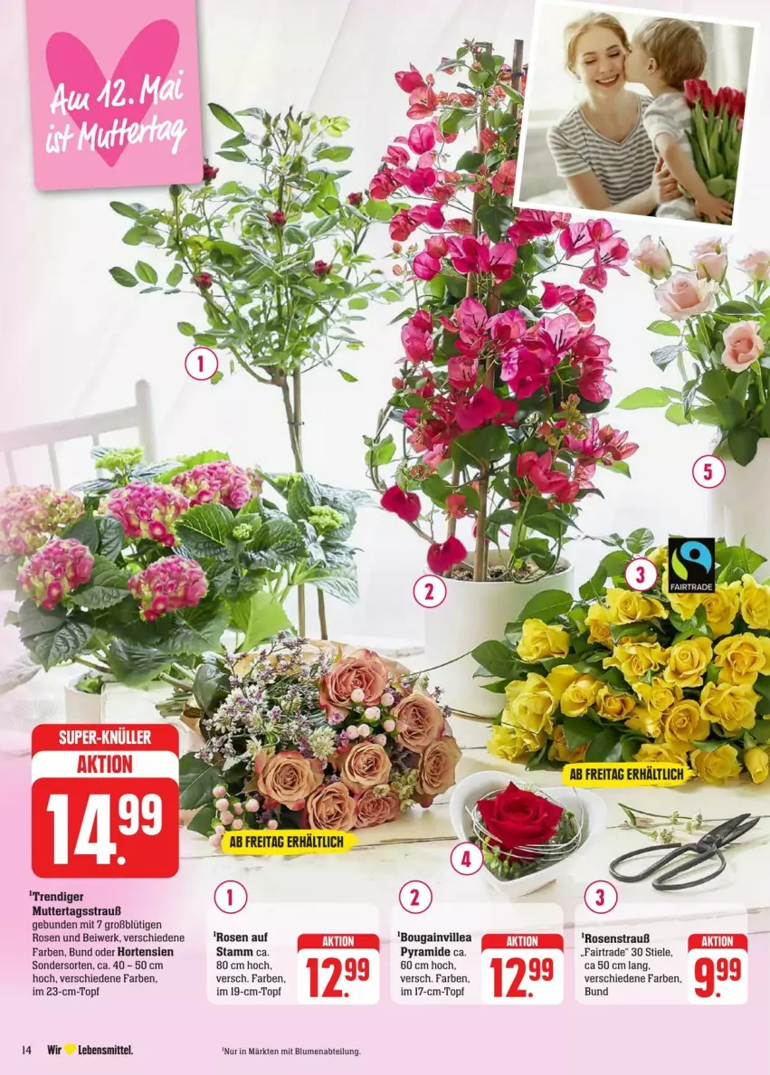 Aktueller Prospekt Edeka - Prospekte - von 04.05 bis 11.05.2024 - strona 18 - produkty: Abtei, blume, blumen, hortensie, hortensien, lebensmittel, rosen, Rosenstrauß, Ti, topf