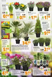 Gazetka promocyjna  - Prospekt für Globus Baumarkt  Achern - Gazetka - ważna od 26.03 do 26.03.2022 - strona 2 - produkty: Bau, beere, beeren, beispielabbildung, Blüte, brie, brombeere, brombeeren, Container, eis, elle, erde, Garten, gewürz, hama, heidelbeere, heidelbeeren, himbeer, himbeere, himbeeren, johannisbeere, Johannisbeeren, kissen, kräuter, obst, orchidee, pflanze, pflanzen, phalaenopsis, Primeln, sac, Stachelbeeren, topf, zwiebel, zwiebeln
