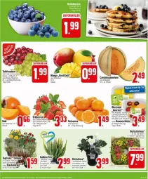 Gazetka promocyjna Edeka - Prospekte - Gazetka - ważna od 12.10 do 12.10.2024 - strona 5 - produkty: ananas, Ananasstücke, beere, beeren, Blüte, erdbeere, erdbeeren, honig, Kranz, mango, melone, Physalis, Ria, salat, Schal, Schale, tafeltrauben, Ti, topf, trauben