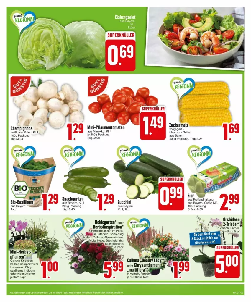 Aktueller Prospekt Edeka - Prospekte - von 25.08 bis 31.08.2024 - strona 5 - produkty: Alpenveilchen, basilikum, bio, bio-basilikum, champignon, champignons, chrysanthemen, Draht, eier, Garten, grill, gurke, gurken, Hauswurz, ideal zum grillen, mais, orchidee, orchideen, pflanze, pflanzen, pflaume, pflaumen, Sempervivum, snack, Ti, tomate, tomaten, topf, zucker, zuckermais