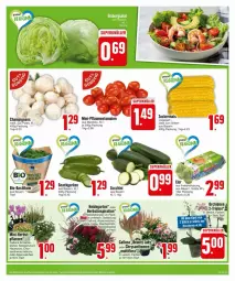 Gazetka promocyjna Edeka - Prospekte - Gazetka - ważna od 31.08 do 31.08.2024 - strona 5 - produkty: Alpenveilchen, basilikum, bio, bio-basilikum, champignon, champignons, chrysanthemen, Draht, eier, Garten, grill, gurke, gurken, Hauswurz, ideal zum grillen, mais, orchidee, orchideen, pflanze, pflanzen, pflaume, pflaumen, Sempervivum, snack, Ti, tomate, tomaten, topf, zucker, zuckermais