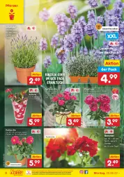 Gazetka promocyjna Netto Marken-Discount - Filial-Angebote - Gazetka - ważna od 25.06 do 25.06.2022 - strona 6 - produkty: dahlie, eis, geranie, geranien, kulturtopf, lavendel, ndk, Pfingstrosen, pflanze, pflanzen, reis, rosen, Ti, topf, versandkostenfrei