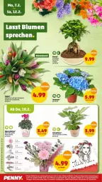 Gazetka promocyjna Penny - Prospekte - Gazetka - ważna od 12.02 do 12.02.2022 - strona 22 - produkty: blume, eis, Gerber, hortensie, pflanze, reis, Schal, Schale, tee, Ti, ZTE