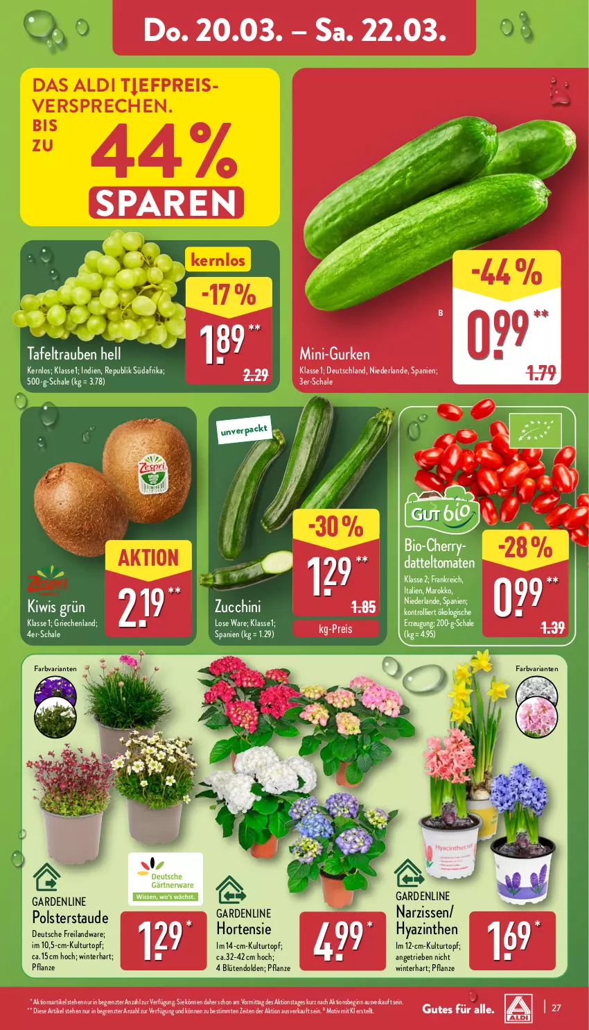 Aktueller Prospekt Aldi Nord - Von Montag - von 17.03 bis 22.03.2025 - strona 27 - produkty: aldi, bio, Blüte, Brei, datteltomaten, eis, gin, gurke, gurken, hortensie, kiwi, kulturtopf, mini-gurken, Narzissen, pflanze, reis, Ria, Schal, Schale, tafeltrauben, Ti, tomate, tomaten, topf, trauben, trolli, ZTE, zucchini