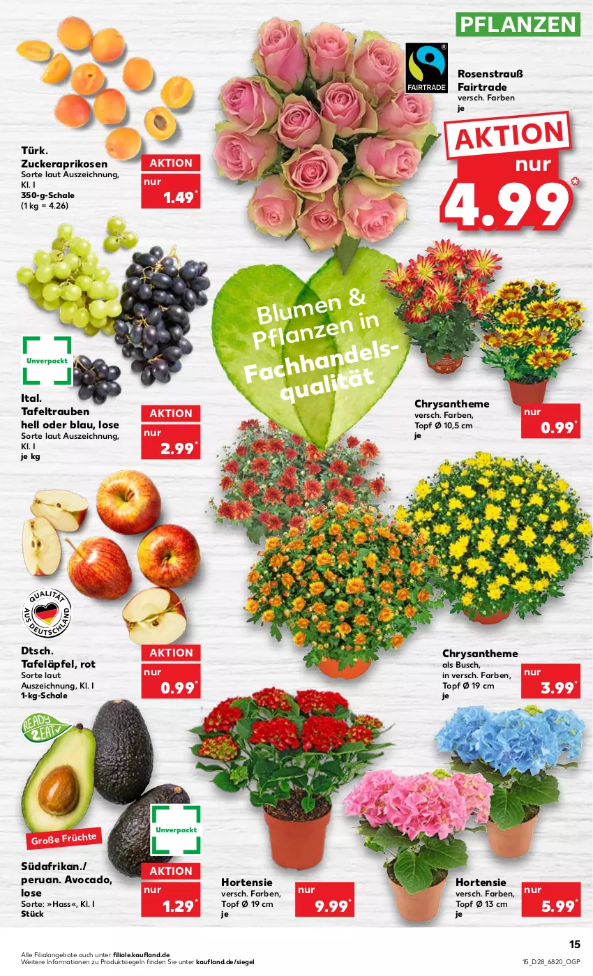 Aktueller Prospekt Kaufland - von 14.07 bis 20.07.2022 - strona 15 - produkty: angebot, angebote, aprikose, aprikosen, avocado, hortensie, pflanze, pflanzen, rosen, Rosenstrauß, Schal, Schale, tafeläpfel, tafeltrauben, Ti, topf, trauben, zucker