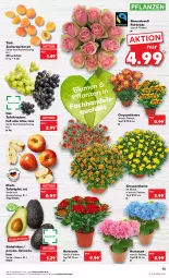Gazetka promocyjna Kaufland - Gazetka - ważna od 20.07 do 20.07.2022 - strona 15 - produkty: angebot, angebote, aprikose, aprikosen, avocado, hortensie, pflanze, pflanzen, rosen, Rosenstrauß, Schal, Schale, tafeläpfel, tafeltrauben, Ti, topf, trauben, zucker