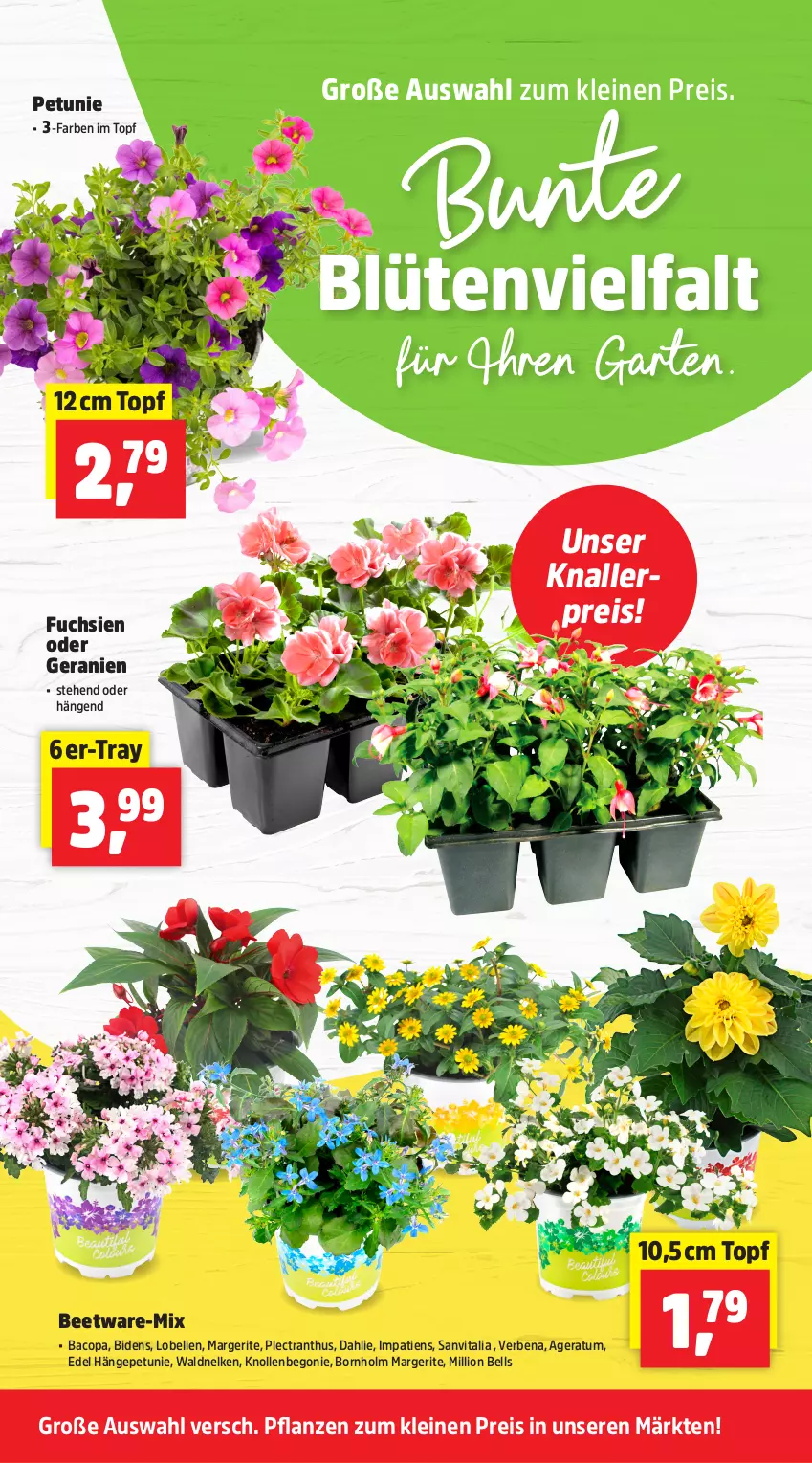 Aktueller Prospekt Thomas Philipps - von 20.04 bis 25.04.2026 - strona 2 - produkty: Begonie, Blüte, dahlie, eis, Garten, geranie, geranien, knallerpreis, leine, lion, Lobelie, petunie, pflanze, pflanzen, reis, Ti, topf, vita