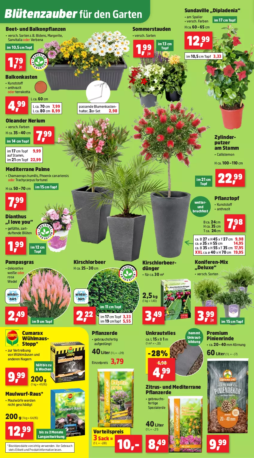 Aktueller Prospekt Thomas Philipps - von 20.04 bis 25.04.2026 - strona 6 - produkty: balkonpflanzen, bio, biozidprodukte, blume, blumen, Blüte, dip, dipladenia, dünger, eis, erde, Garten, hama, kirsch, Konifere, Kraut, Maus, pflanze, pflanzen, pflanzerde, Pflanztopf, Rauch, reis, rind, rwe, sac, Spezi, stauden, Ti, topf, vita, vorteilspreis, wedel, Yo