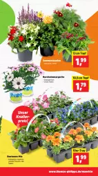 Gazetka promocyjna Thomas Philipps - Gazetka - ważna od 25.04 do 25.04.2026 - strona 3 - produkty: Begonie, eis, knallerpreis, Lobelie, petunie, petunien, reis, stauden, Ti, topf