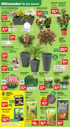 Gazetka promocyjna Thomas Philipps - Gazetka - ważna od 25.04 do 25.04.2026 - strona 6 - produkty: balkonpflanzen, bio, biozidprodukte, blume, blumen, Blüte, dip, dipladenia, dünger, eis, erde, Garten, hama, kirsch, Konifere, Kraut, Maus, pflanze, pflanzen, pflanzerde, Pflanztopf, Rauch, reis, rind, rwe, sac, Spezi, stauden, Ti, topf, vita, vorteilspreis, wedel, Yo