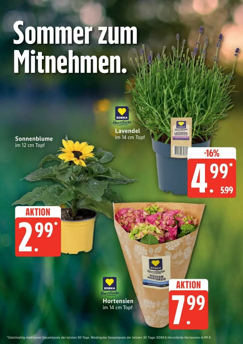 Aktueller Prospekt Edeka - Prospekte - von 08.06 bis 13.06.2026 - strona 9 - produkty: blume, deka, eis, elle, hortensie, hortensien, reis, sonnenblume, topf, ZTE