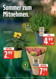 Gazetka promocyjna Edeka - Prospekte - Gazetka - ważna od 13.06 do 13.06.2026 - strona 9 - produkty: blume, deka, eis, elle, hortensie, hortensien, reis, sonnenblume, topf, ZTE