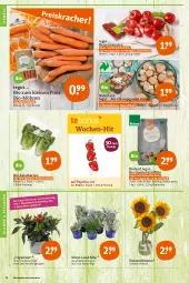 Gazetka promocyjna Tegut - Angebote der Woche - Gazetka - ważna od 03.09 do 03.09.2022 - strona 4 - produkty: angebot, angebote, Bau, beutel, bio, bioland, blume, blumen, braun, Cap, champignon, champignons, dekoration, eis, kartoffel, kartoffeln, leine, LG, möhren, natur, naturland, papier, Papiertüte, paprika, pflanze, pflanzen, reis, ring, rispentomaten, sac, salat, salatherzen, Schal, Schale, sonnenblume, sonnenblumen, speisekartoffeln, Ti, tomate, tomaten, topf, Tüte
