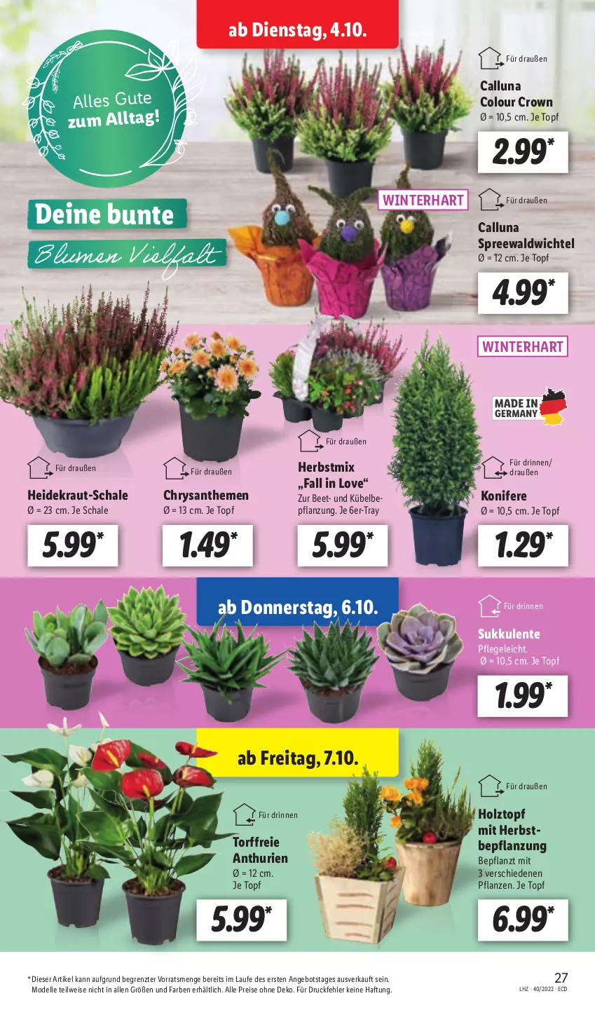 Aktueller Prospekt Lidl - Aktionsprospekt - von 04.10 bis 08.10.2022 - strona 29 - produkty: angebot, chrysanthemen, dell, eis, elle, ente, Heidekraut, Holz, Konifere, Kraut, Mode, pflanze, pflanzen, reis, Schal, Schale, Sukkulente, Ti, topf, Wichtel, ZTE