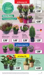 Gazetka promocyjna Lidl - Aktionsprospekt - Gazetka - ważna od 08.10 do 08.10.2022 - strona 29 - produkty: angebot, chrysanthemen, dell, eis, elle, ente, Heidekraut, Holz, Konifere, Kraut, Mode, pflanze, pflanzen, reis, Schal, Schale, Sukkulente, Ti, topf, Wichtel, ZTE