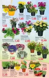 Gazetka promocyjna Jawoll - Prospekte - Gazetka - ważna od 29.04 do 29.04.2023 - strona 8 - produkty: auer, balkonpflanzen, ball, Bau, Bauer, beetpflanzen, blume, blumen, blumenkohl, brie, calibrachoa, eis, Erdbeerpflanze, frucht, geranie, hortensie, kissen, kohlrabi, kopfsalat, Kraut, kräuter, küche, Küchen, petersilie, petunie, petunien, pflanze, pflanzen, Ria, ritter, salat, schnittlauch, stauden, Ti, tomate, tomaten, topf, zauberglöckchen