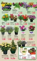 Gazetka promocyjna Jawoll - Prospekte - Gazetka - ważna od 20.05 do 20.05.2023 - strona 7 - produkty: auer, Bau, Bauer, beetpflanzen, Begonia, Begonie, blume, calibrachoa, Campanula, Container, dahlie, eis, ente, geranie, Hauswurz, hortensie, Kraut, lavendel, minze, petunie, petunien, pflanze, pflanzen, Sempervivum, stauden, Ti, topf