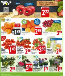 Gazetka promocyjna Edeka - Prospekte - Gazetka - ważna od 24.02 do 24.02.2024 - strona 3 - produkty: ananas, apfel, beere, beeren, deka, erdbeere, erdbeeren, frucht, mandarine, mandarinen, melone, melonen, Narzissen, orange, orangen, pflaume, pflaumen, ring, rispentomaten, Schal, Schale, snack, tafeltrauben, Ti, tomate, tomaten, topf, trauben