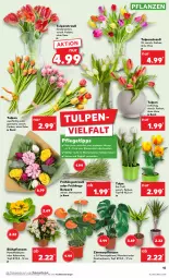 Gazetka promocyjna Kaufland - Prospekt - Gazetka - ważna od 28.02 do 28.02.2024 - strona 15 - produkty: angebot, angebote, Bau, blume, blumen, HP, Kalanchoe, messer, monster, Monstera, pflanze, pflanzen, Ria, Ti, topf, Vase, wasser