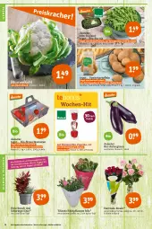 Gazetka promocyjna Tegut - Angebote der Woche - Gazetka - ważna od 27.08 do 27.08.2022 - strona 4 - produkty: angebot, angebote, aubergine, auberginen, Bau, bio, Bio-Paprika, bioland, blume, blumen, blumenkohl, cola, dekoration, eis, gin, HP, kartoffel, kartoffeln, paprika, pflanze, pflanzen, Rauch, ring, rosen, rucola, Schal, Schale, speisekartoffeln, strauchtomaten, Ti, tomate, tomaten, topf