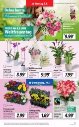 Gazetka promocyjna Lidl - Aktionsprospekt - Gazetka - ważna od 12.03 do 12.03.2022 - strona 19 - produkty: angebot, blume, blumen, Blumenstrauß, Blüte, dell, eier, eis, elle, Holz, Mett, Mode, orchidee, orchideen, pflanze, pflanzen, reis, rosen, Schal, Schale, Schmetterling, schmetterlingsorchidee, Ti, topf, ZTE