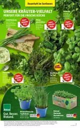 Gazetka promocyjna Lidl - Aktionsprospekt - Gazetka - ważna od 12.03 do 12.03.2022 - strona 3 - produkty: auer, basilikum, bio, bioland, discount, eis, elle, Garten, Gartenkresse, kräuter, küche, lebensmittel, minze, monitor, obst, Obst und Gemüse, petersilie, pril, reis, schnitten, Ti, topf, Topfkräuter, und gemüse