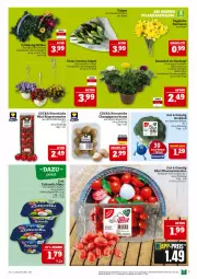 Gazetka promocyjna Marktkauf - Prospekt - Gazetka - ważna od 22.03 do 22.03.2025 - strona 7 - produkty: aktionspreis, Becher, braun, champignon, champignons, champignons braun, deka, eis, mini-rispentomaten, Narzissen, nuss, Pflanztopf, pflaume, pflaumen, Primeln, reis, rel, ring, rispentomaten, Stier, Ti, tomate, tomaten, topf, zott, zottarella, zottarella minis, ZTE