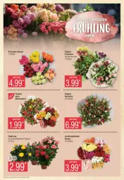 Gazetka promocyjna Edeka - Prospekte - Gazetka - ważna od 24.02 do 24.02.2024 - strona 6 - produkty: blume, rosen, Ti, topf