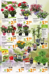 Gazetka promocyjna - Prospekt für Globus Baumarkt Achern - Gazetka - ważna od 14.05 do 14.05.2022 - strona 3 - produkty: aust, balkonpflanzen, beere, beeren, Begonia, brombeere, brombeeren, Container, dip, erdbeere, erdbeeren, ferramol schneckenkorn, Garten, geranie, geranien, grill, heidelbeere, heidelbeeren, himbeer, himbeere, himbeeren, johannisbeere, Johannisbeeren, korn, kräuter, küche, Küchen, nuss, obst, paprika, Pelargonium, peperoni, Peroni, pflanze, pflanzen, rwe, schneckenkorn, Stachelbeeren, Stier, Ti, Tiere, tomate, tomaten, topf, veggie