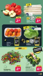 Gazetka promocyjna Netto - Woche 22 - Gazetka - ważna od 01.06 do 01.06.2024 - strona 3 - produkty: aprikose, aprikosen, calibrachoa, eis, eisbergsalat, erde, Garten, Kalanchoe, petunie, reis, sac, salat, spargel