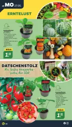 Gazetka promocyjna Netto - Woche 22 - Gazetka - ważna od 01.06 do 01.06.2024 - strona 4 - produkty: aubergine, beere, erdbeere, Garten, gin, gurke, honig, Kürbis, melone, paprika, peperoni, Peroni, pflanze, pflanzen, rotkäppchen, spaghetti, Ti, tomate, wasser, wassermelone, zucchini