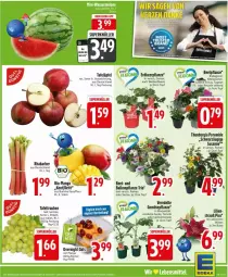Gazetka promocyjna Edeka - Prospekte - Gazetka - ważna od 17.05 do 17.05.2025 - strona 5 - produkty: Becher, beere, Begonie, bio, cocktail, deka, dell, edellieschen, eis, erdbeere, Erdbeerpflanze, gurke, Lobelie, mango, petunie, pflanze, rhabarber, tomate, topf