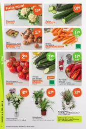 Gazetka promocyjna Tegut - Angebote der Woche - Gazetka - ważna od 02.09 do 02.09.2023 - strona 4 - produkty: angebot, angebote, Bau, bio, Bio-Paprika, bio-zucchini, bioland, blume, blumen, blumenkohl, braun, champignon, champignons, chrysanthemen, dekoration, eis, gurke, gurken, möhren, paprika, pflanze, Rauch, reis, Schal, Schale, strauchtomaten, Ti, tomate, tomaten, topf, zucchini