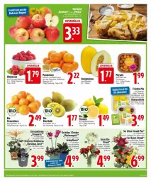 Gazetka promocyjna Edeka - Prospekte - Gazetka - ważna od 04.11 do 04.11.2024 - strona 7 - produkty: ananas, Ananasstücke, bio, Blüte, eis, elle, früchte, honig, honigmelone, mandarine, mandarinen, melone, orchidee, pflanze, phalaenopsis, Physalis, reis, rosen, Schal, Schale, tee, Ti, topf, trauben