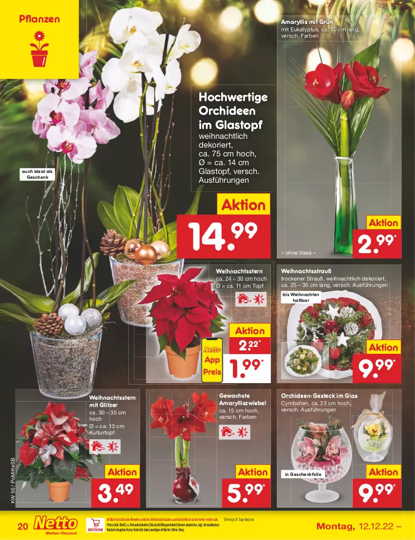 Aktueller Prospekt Netto Marken-Discount - Filial-Angebote - von 12.12 bis 17.12.2022 - strona 20 - produkty: bestpreis, eis, kulturtopf, ndk, orchidee, orchideen, pflanze, pflanzen, reis, Ti, topf, Vase, weihnachten, Weihnachtsstern, zwiebel