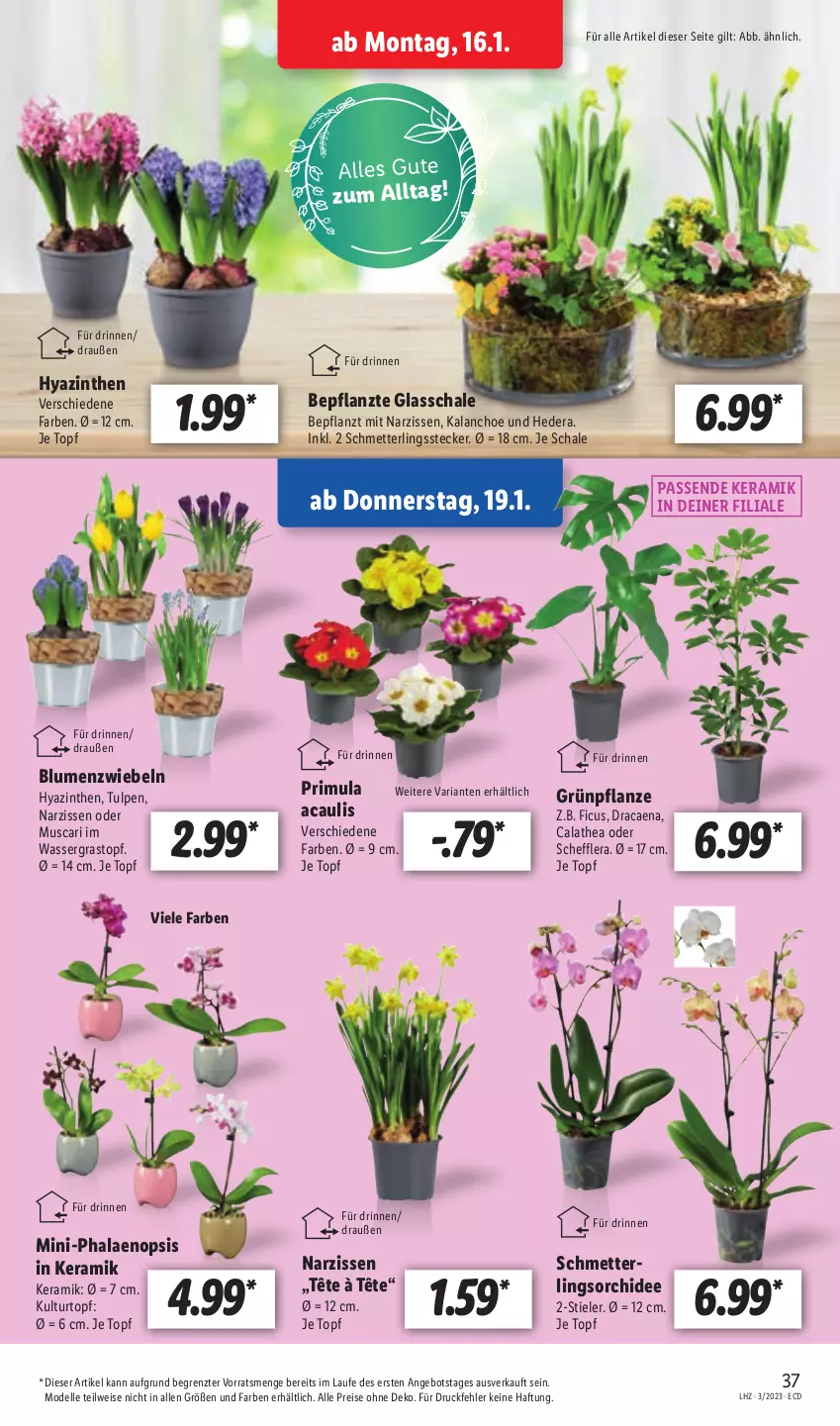 Aktueller Prospekt Lidl - Aktionsprospekt - von 16.01 bis 21.01.2023 - strona 39 - produkty: angebot, blume, blumen, dell, eis, elle, Ficus, Kalanchoe, kulturtopf, Mett, Mode, Narzissen, orchidee, pflanze, phalaenopsis, reis, Ria, Schal, Schale, Schmetterling, schmetterlingsorchidee, Thea, Ti, topf, wasser, ZTE, zwiebel, zwiebeln